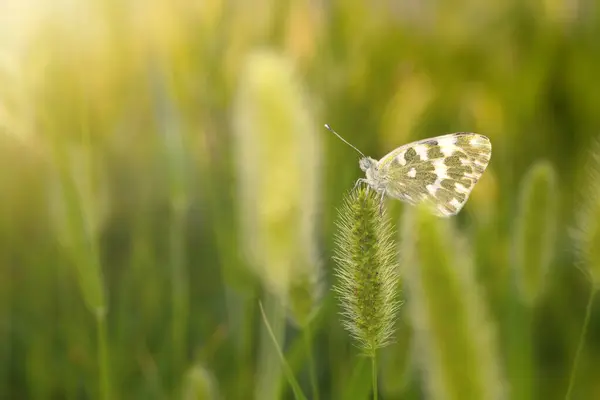 stock image Photo of a cute butterfly in a wonderful habitat. Colorful nature background. 