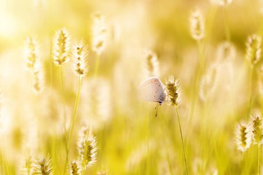 Harika bir yaşam alanındaki sevimli bir kelebeğin fotoğrafı. Renkli doğa arkaplanı.