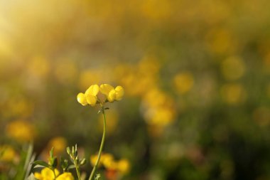 Bahar. Yabani çiçekler. Renkli doğa arkaplanı. 