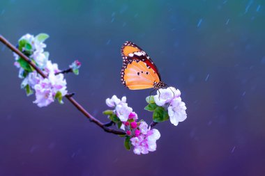 Bahar yağmuru altında çekilmiş bir kelebek. Danaus chrysippus. Düz Kaplan.