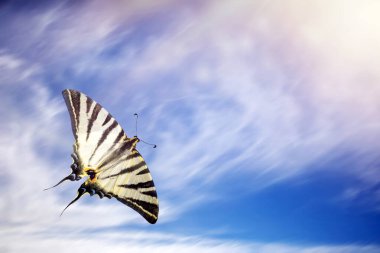 Flying butterfly. Iphiclides podalirius. Scarce Swallowtail. Blue sky background.  clipart