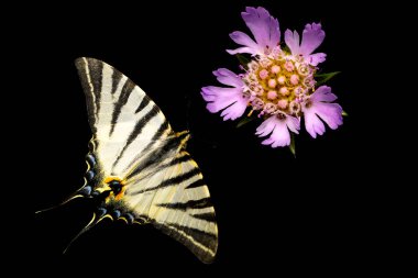 Flying butterfly. Isolated image. Black background. Iphiclides podalirius. Scarce Swallowtail. clipart