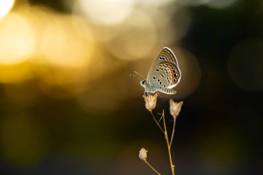 Avrupa 'daki en küçük kelebek. Çimen mücevheri. Patates püresi.. 