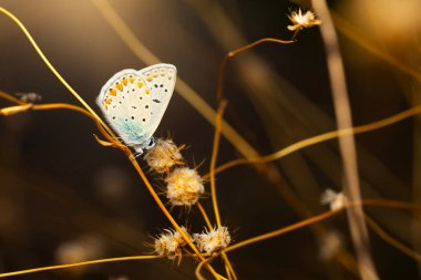 Doğal ortamında çekilmiş bir kelebek. Doğa arkaplanı.