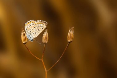 Doğal ortamında çekilmiş bir kelebek. Doğa arkaplanı.