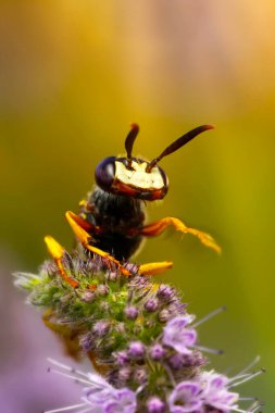 Close-up photo of a bee. European Beewolf. Philanthus triangulum. Colorful nature background.  clipart