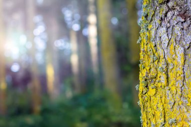 Ağaç gövdesi ve doğa geçmişi. Doğal düz bir arkaplan.