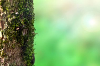 Ağaç gövdesi ve doğa geçmişi. Doğal düz bir arkaplan.