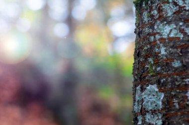 Ağaç gövdesi ve doğa geçmişi. Doğal düz bir arkaplan.