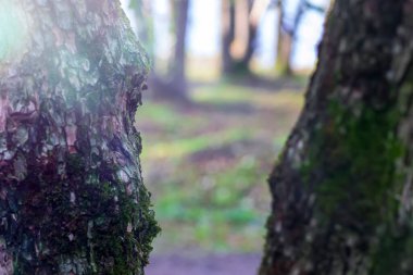 Ağaç gövdesi ve doğa geçmişi. Doğal düz bir arkaplan.