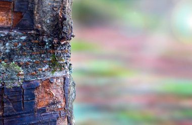 Ağaç gövdesi ve doğa geçmişi. Doğal düz bir arkaplan.