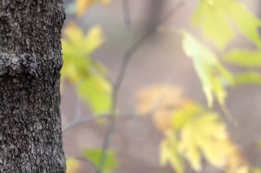 Ağaç gövdesi ve doğa geçmişi. Doğal düz bir arkaplan.