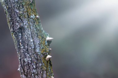Ağaç gövdesi ve doğa geçmişi. Doğal düz bir arkaplan.