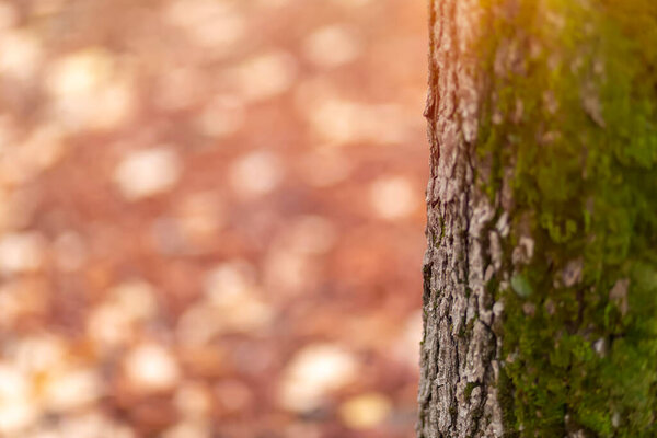 Ствол дерева и природный фон. Естественный фон.