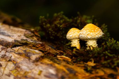 Mantar. Ormanların güzel, şirin mantarları. Hemipholiota populnesi. Kavak mantarı. Doğa arkaplanı. 