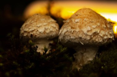 Mushroom. Beautiful cute mushrooms of the forests. Hemipholiota populnea. Poplar mushroom. Nature background.  clipart