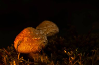 Mushroom. Beautiful cute mushrooms of the forests. Hemipholiota populnea. Poplar mushroom. Nature background.  clipart