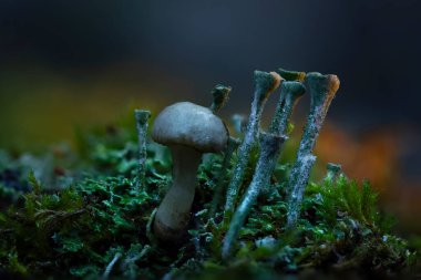 Mantarlar, doğanın sevimli yaratıklarından biri. Bahar yağmurunda mantarların ıslanmasının fotoğrafı. Doğal arkaplan. 