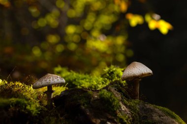 Mantarlar, doğanın sevimli yaratıklarından biri. Doğal arkaplan. 