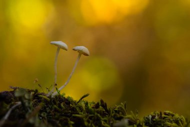 Mantarlar, doğanın sevimli yaratıklarından biri. Doğal arkaplan. 