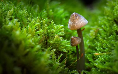 Mantarlar, doğanın en güzel yaratıklarından biri. Doğa arkaplanı.