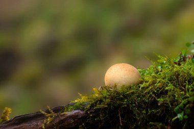 Doğanın en harika yaratıklarından biri mantardır. Doğal arkaplan.