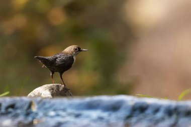 Derelerin kıyısında yaşamayı tercih eden bir kuş. Beyaz boğazlı Dipper. Cinclus cinclus. 