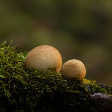 Doğanın en harika yaratıklarından biri mantardır. Doğal arkaplan.