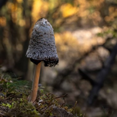 Doğanın en harika yaratıklarından biri mantardır. Doğal arkaplan.