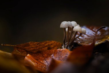 Mantarlar, doğanın gizli kahramanları. Doğal ortamında çekilmiş bir mantar. Doğa arkaplanı.