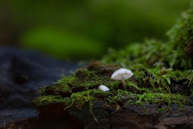 Mantarlar, doğanın gizli kahramanları. Doğal ortamında çekilmiş bir mantar. Doğa arkaplanı.