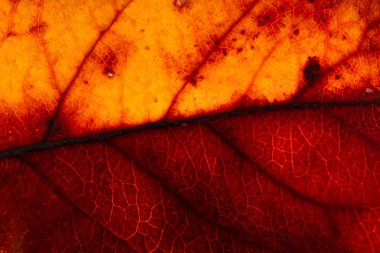 Çok detaylı bir yaprak fotoğrafı. Bu fotoğraf odaklama metoduyla çekildi ve keskinliği ve detayı yüksek..