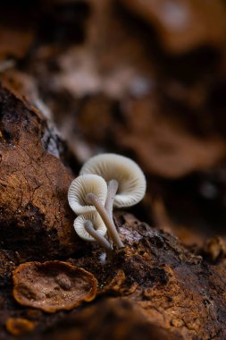 Mantarlar, doğanın gizli kahramanları. Doğal ortamında çekilmiş bir mantar. Doğa arkaplanı.