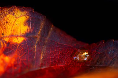 Çok detaylı bir yaprak fotoğrafı. Bu fotoğraf odaklama metoduyla çekildi ve keskinliği ve detayı yüksek..