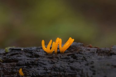 Mantar, doğanın en harika yaratıklarından biri. Doğa geçmişi. Altın Milli. 