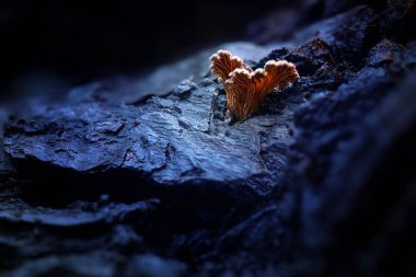 Mushrooms, one of nature's wonderful creatures. Nature background. Schizophyllum commune. clipart