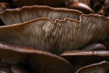 Mantar, doğanın en harika yaratıklarından biri. Doğa arkaplanı.