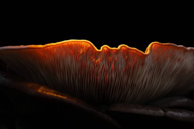 Mantar, doğanın en harika yaratıklarından biri. Doğa arkaplanı.