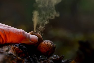 Tütsülenmiş mantar. Mantar, doğanın en harika yaratıklarından biri. Doğa arkaplanı.