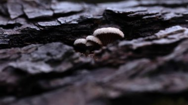 Mushrooms, one of nature's wonderful creatures. Nature background. Schizophyllum commune. clipart