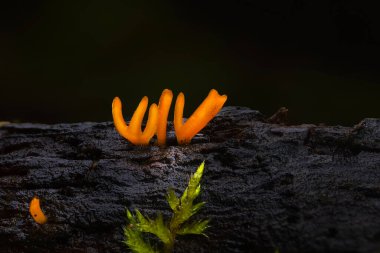 Mantar, doğanın en harika yaratıklarından biri. Doğa geçmişi. Altın Milli. 