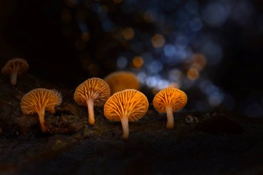 Arkaplanda parlayan mantarlar. Karanlık doğa arka planı.