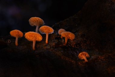 Arkaplanda parlayan mantarlar. Karanlık doğa arka planı.