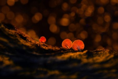 Arkaplanda parlayan mantarlar. Karanlık doğa arka planı.