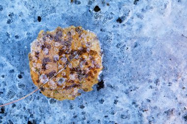 Soğuk havadan sonra yapraklar buzla kaplanır. Kış mevsimini gösteren bir fotoğraf. Doğal arkaplan.