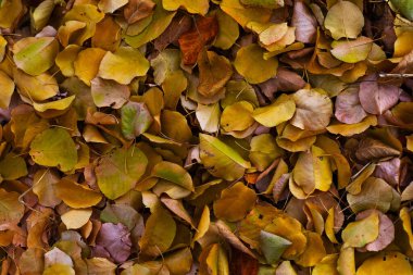 Sonbahar yapraklarının arka planı. sarı doğal arkaplan.