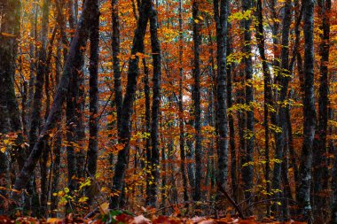 Sonbahar manzarası. Sonbaharın ve doğanın güzel renkleri. Renkli doğa arkaplanı.