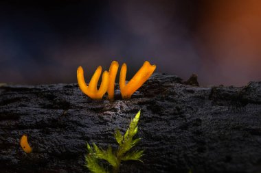 Mantar, doğanın en harika yaratıklarından biri. Doğa geçmişi. Altın Milli. 