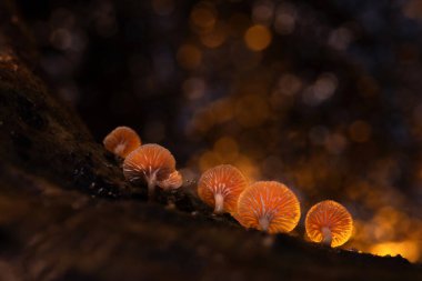 Mantarlar, doğanın muhteşem yaratıkları. Doğal arkaplan.