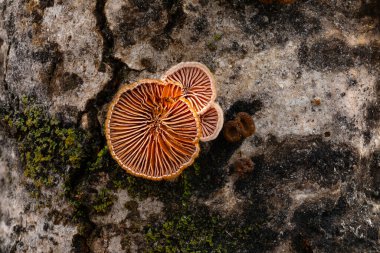 Mushrooms growing on tree trunks. Natural background. Schizophylle commun. clipart